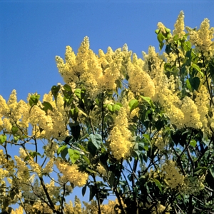 Syringa Lilac Primrose